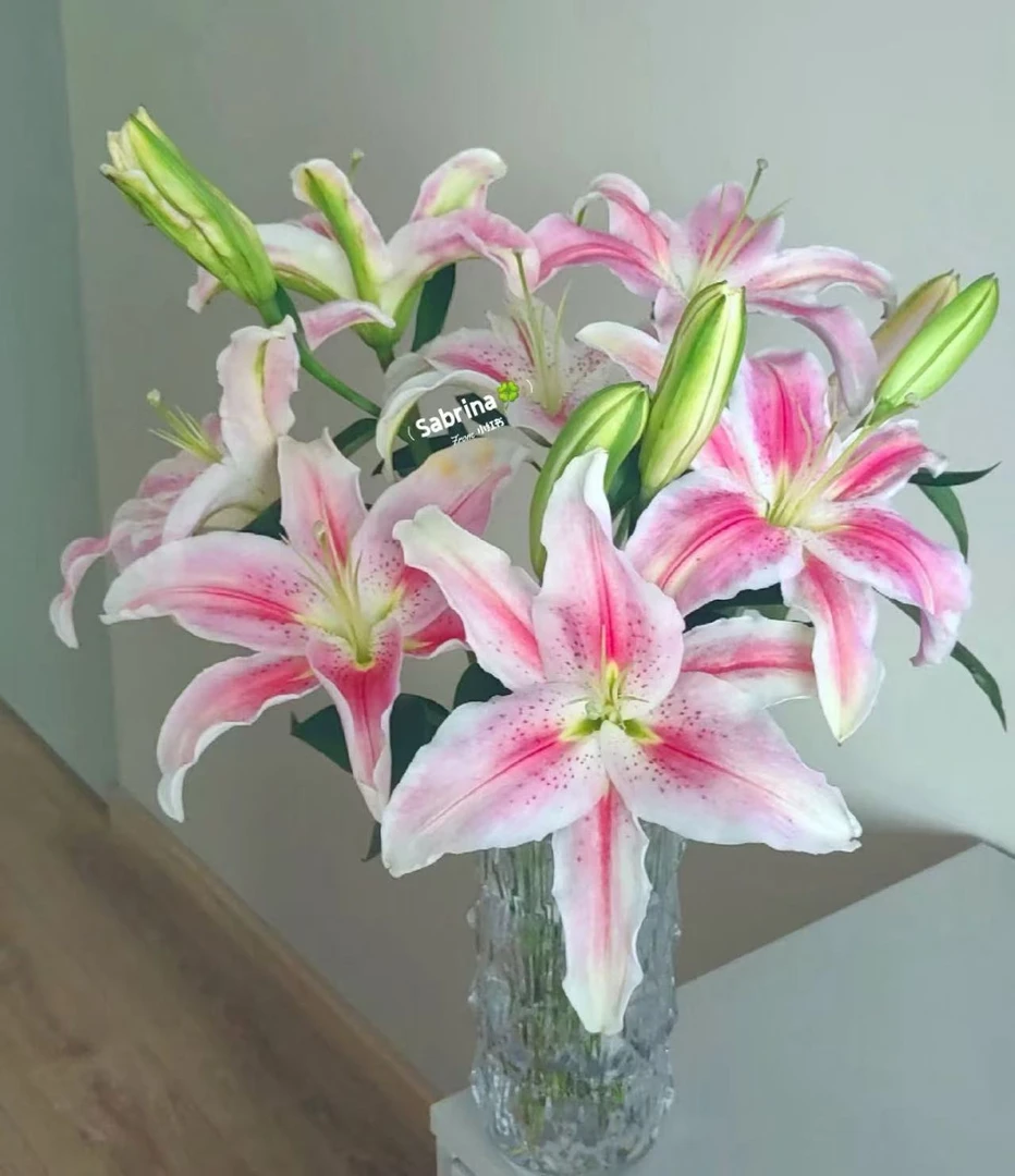 【罗蒂百合】云南优选鲜切花昆明基地直发家用插花节日