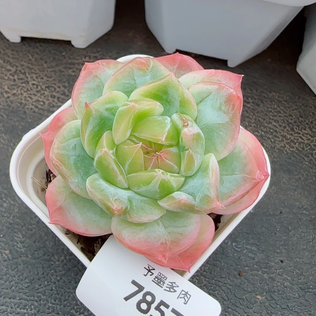 孤品，7857多肉植物