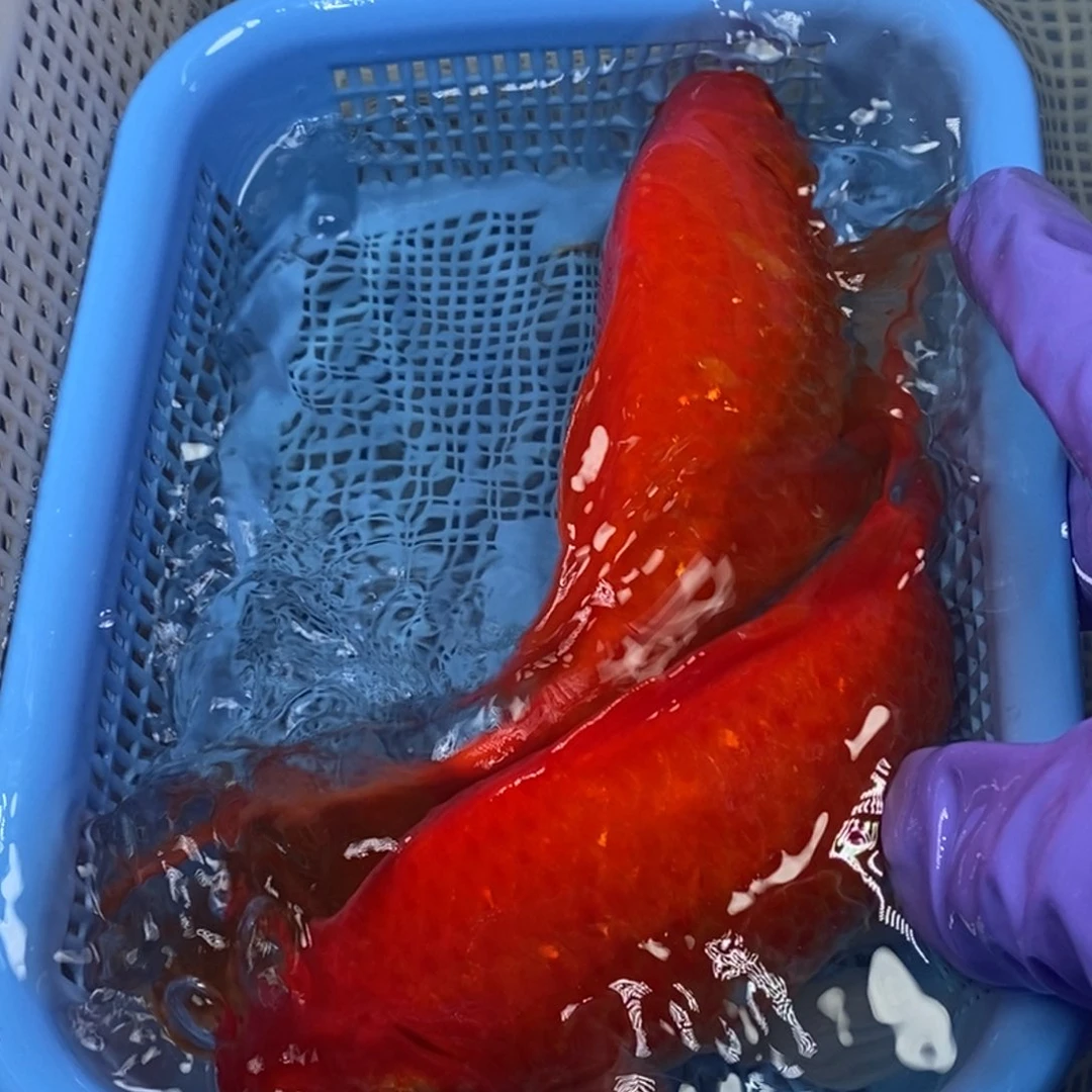 锦鲤冷水锦鲤包邮