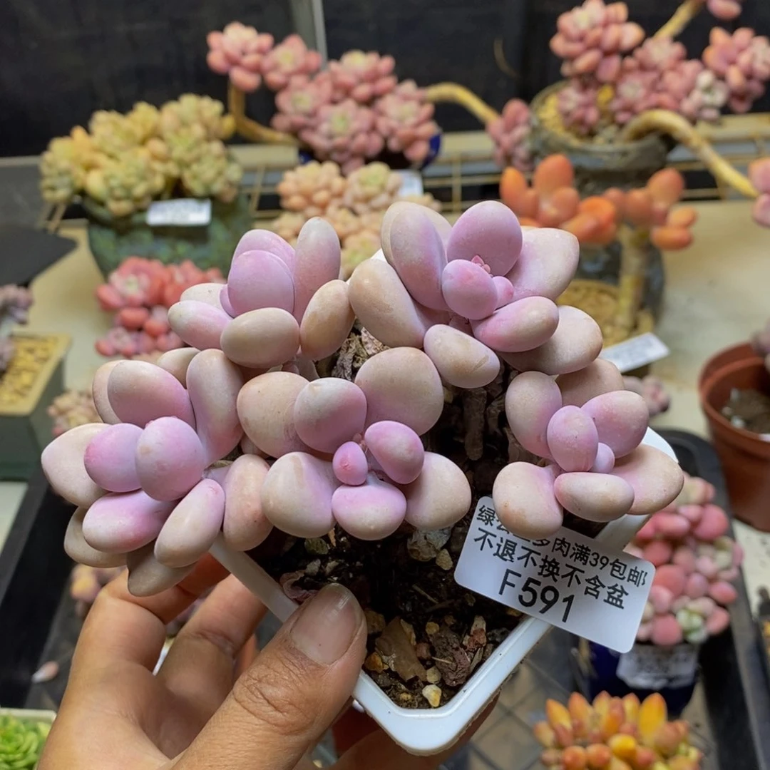 591糖果桃蛋多肉8c m