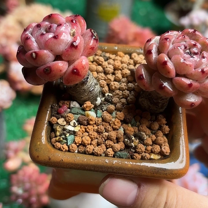 雪爪一颗 带盆快递