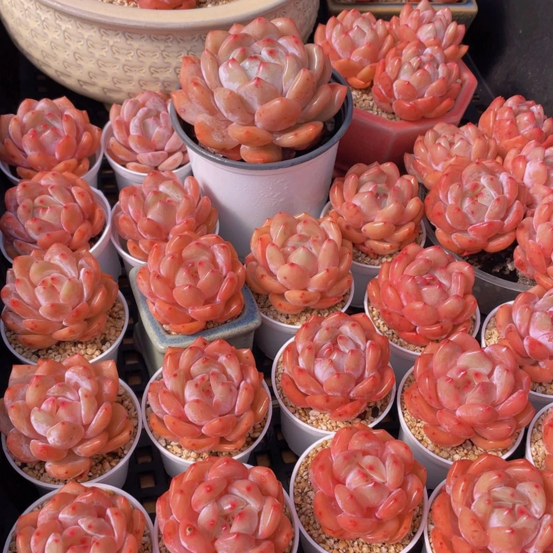 量拍66号 果冻韩版仙女橙单头5个