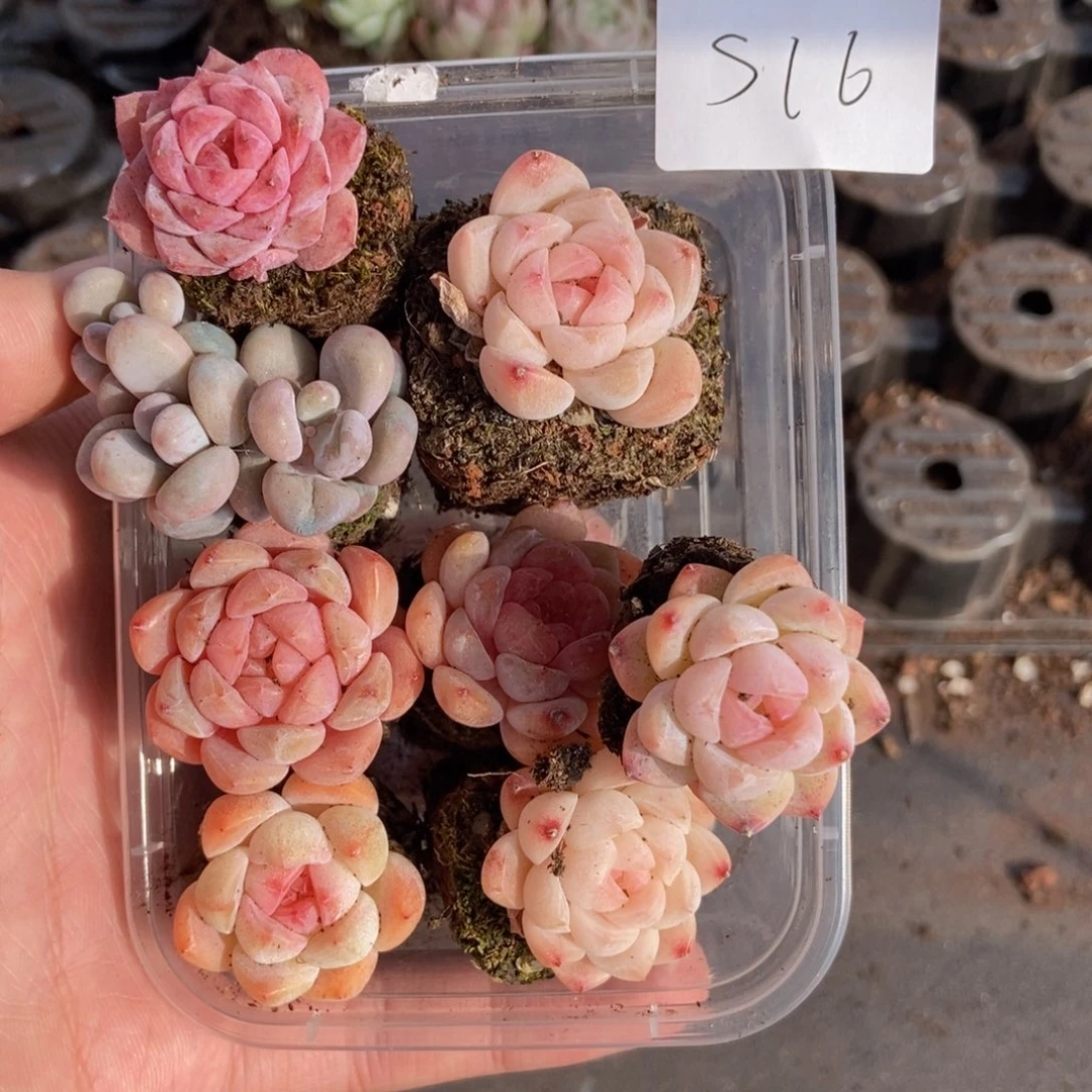 春泥家框拍链接S16