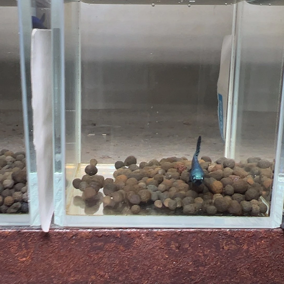 海水鱼泰国斗鱼原斗1号