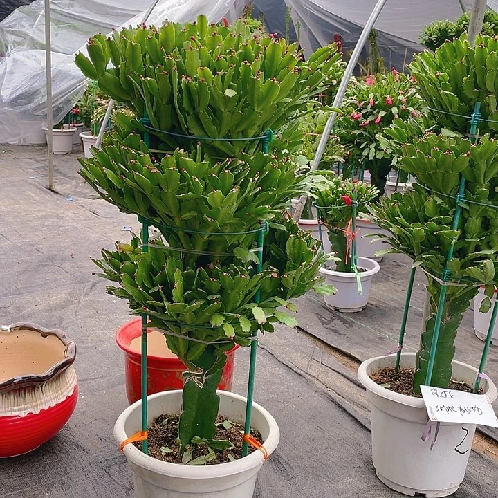 完全开放麒麟室内花卉