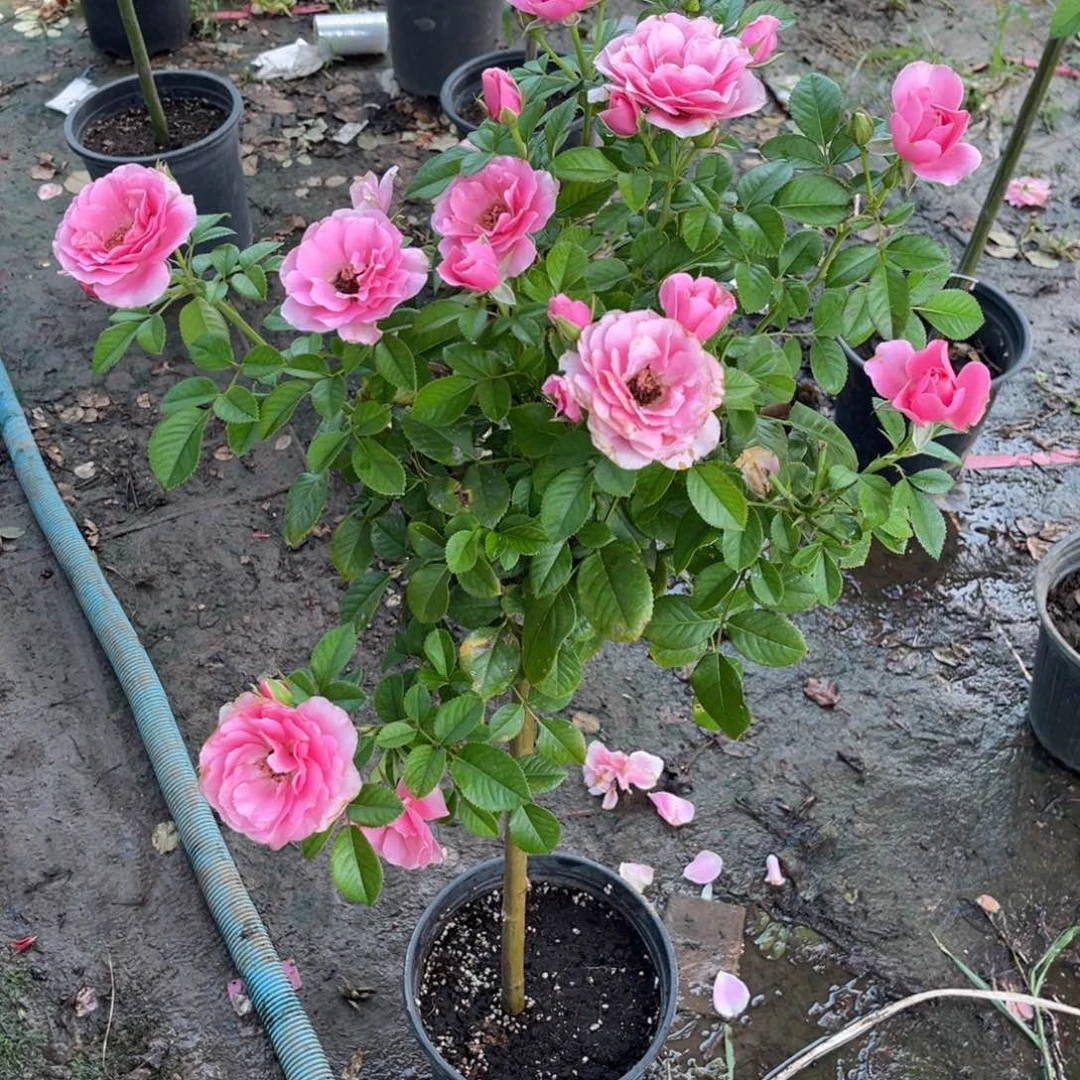 无花朵特拉方特22222