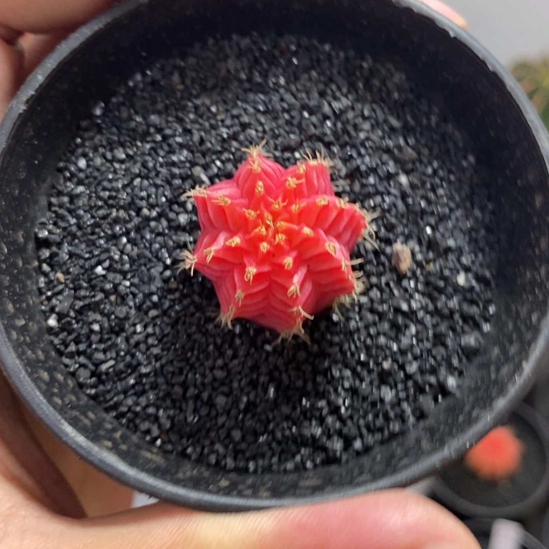 精品米哈—脱土发货40