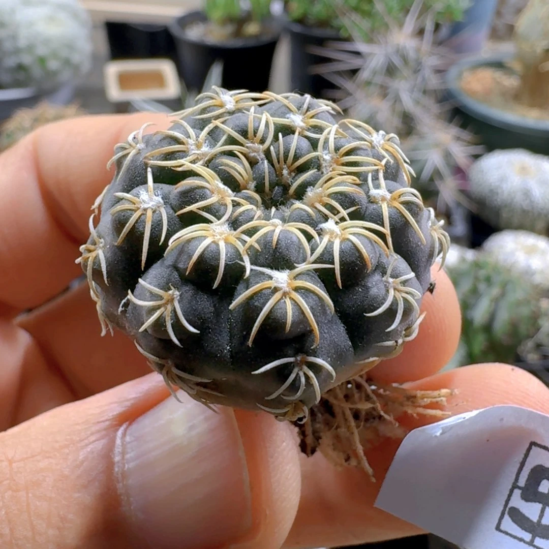 爱***鱼512白刺t瑞昌玉脱发货