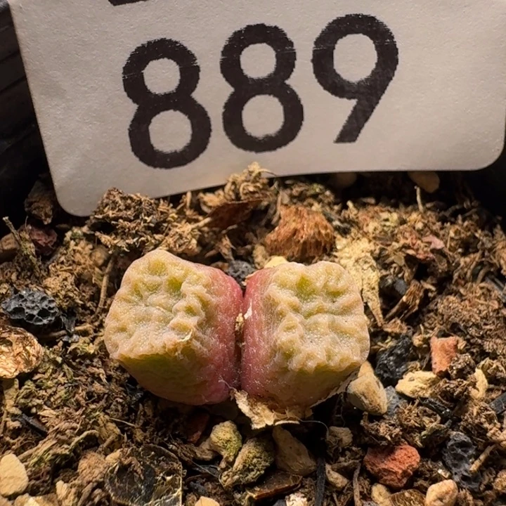 方烧1410.657带盆土发货