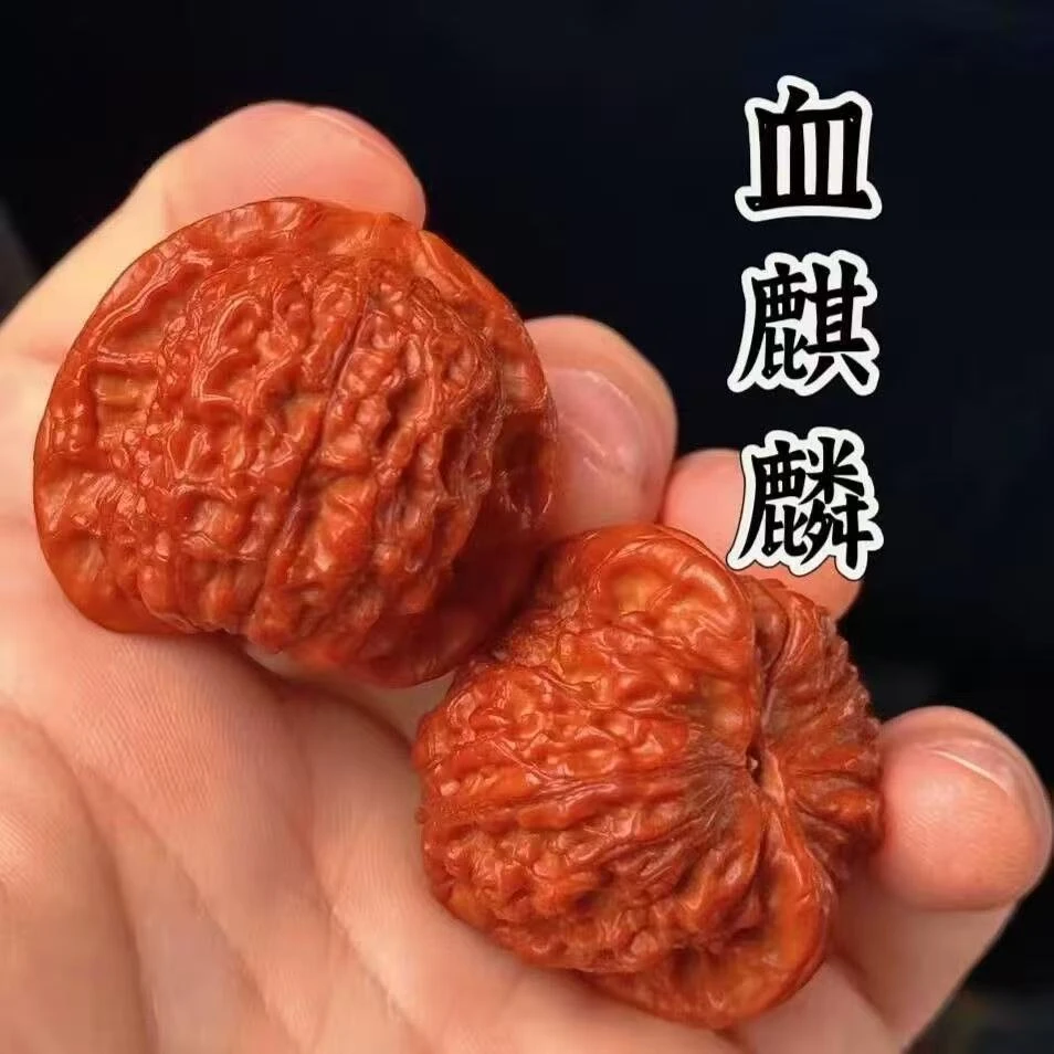 （新果头货）平谷晒子血麒麟（血麒麟）