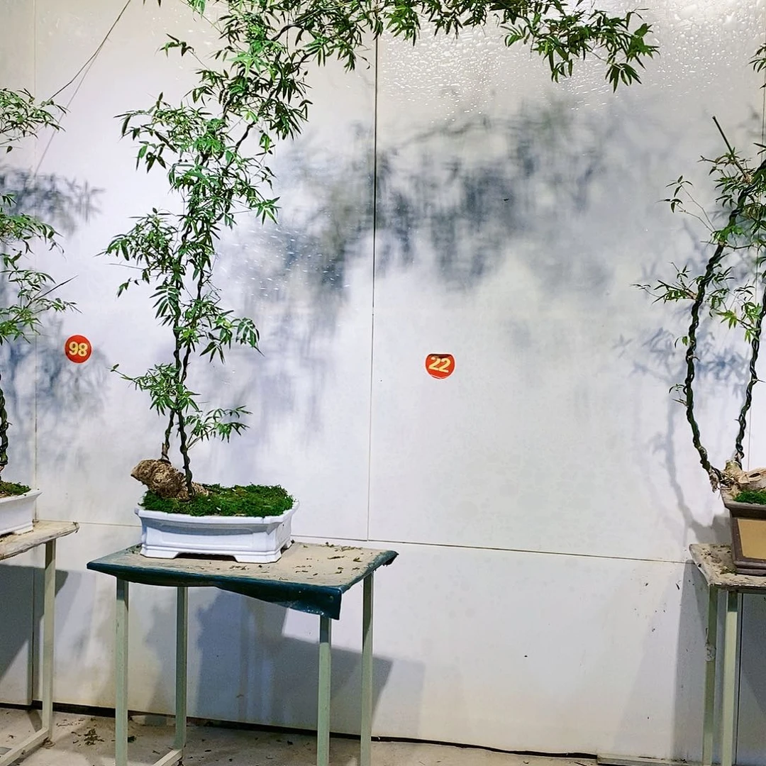 冠****）小叶簕竹一物一拍