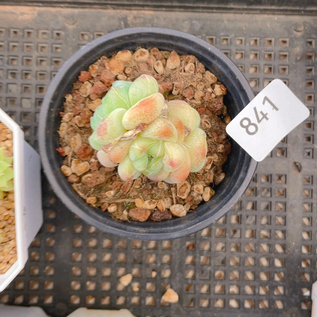 841。琥珀大鱼。