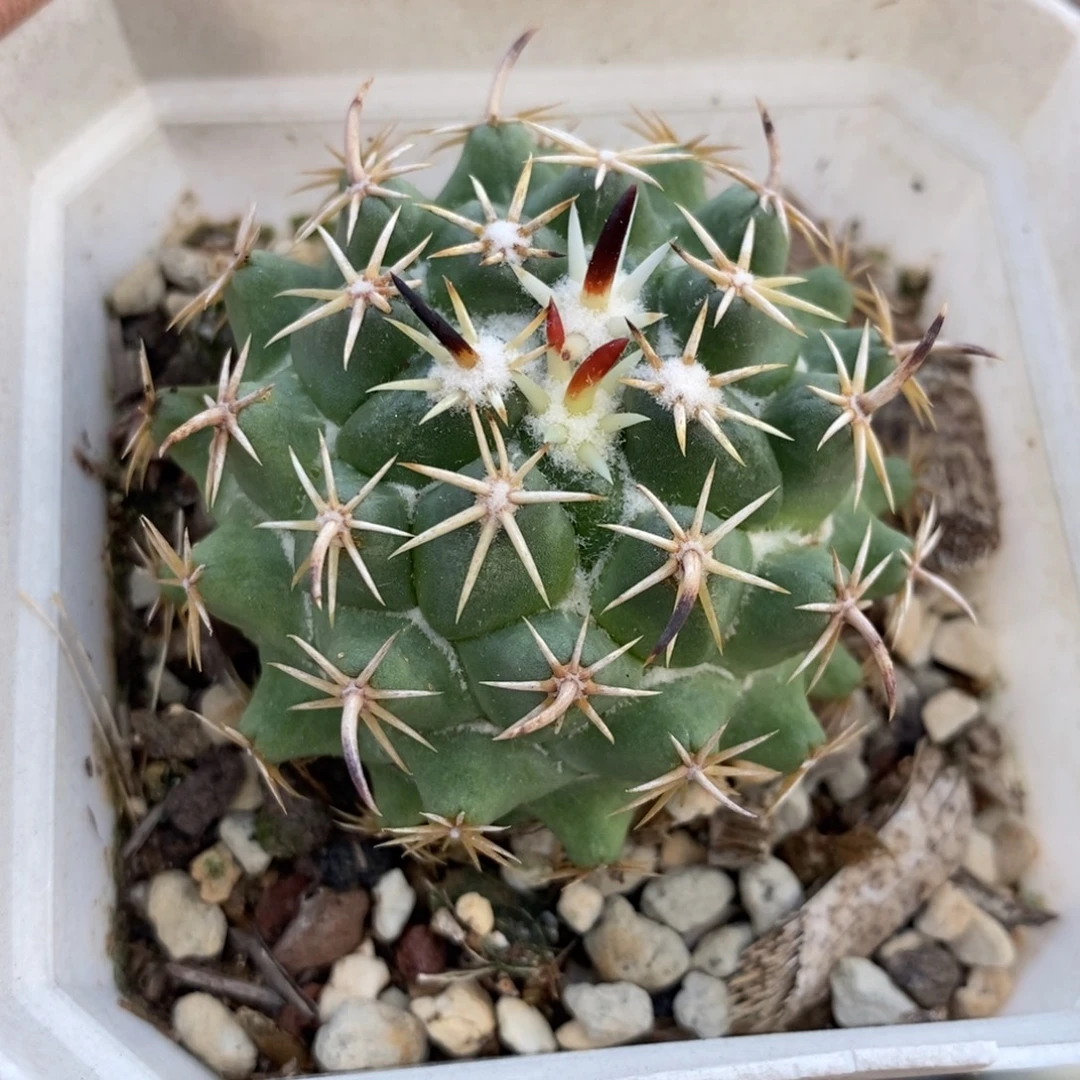 植播园艺优选钢钉
