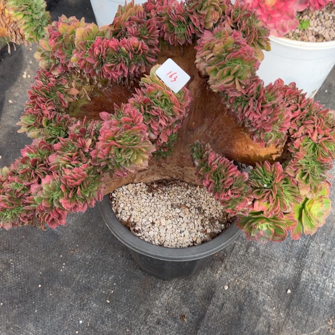 163海王缀多肉多肉多肉多肉