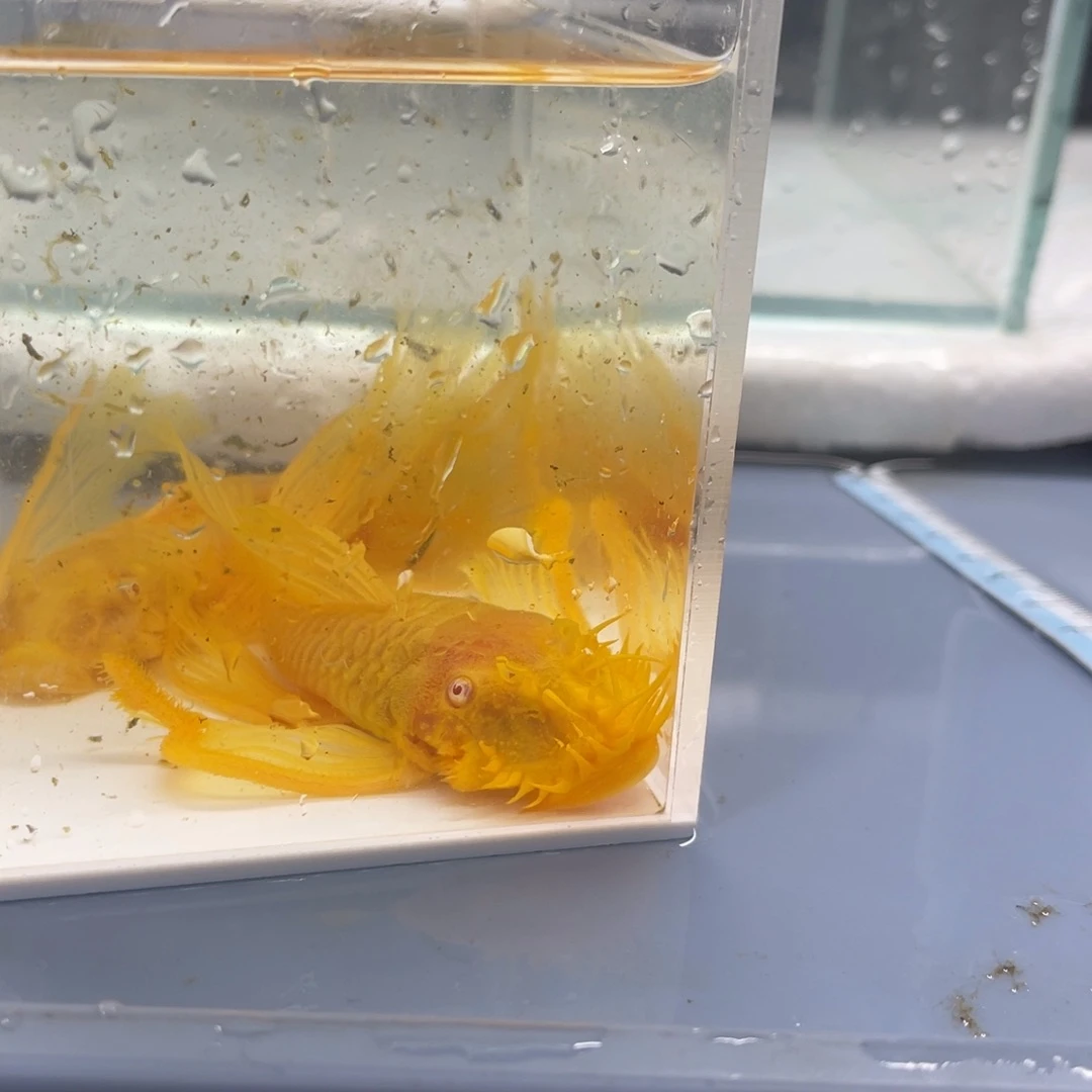 孔雀鱼大帆种鱼一对开箱视频报损