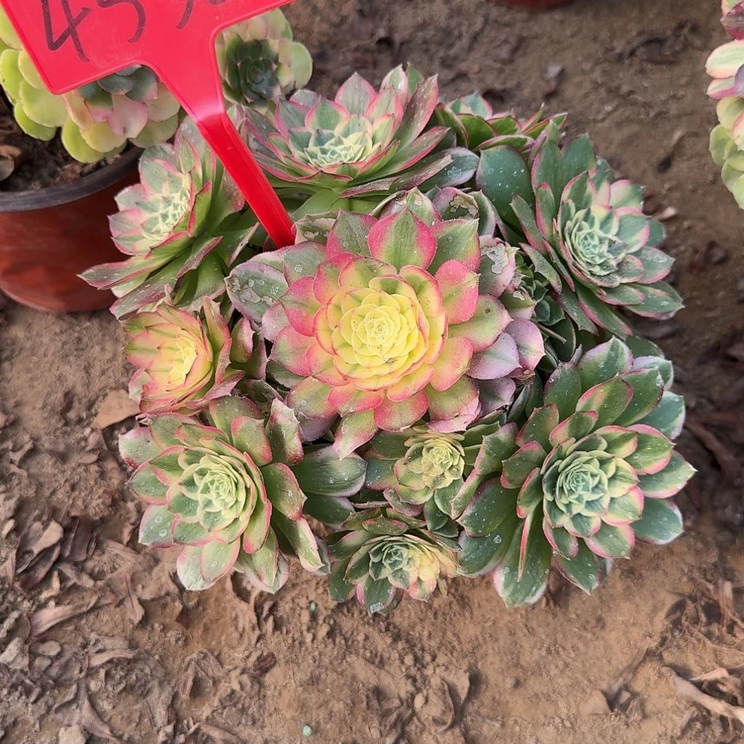 4538海仙多肉法师