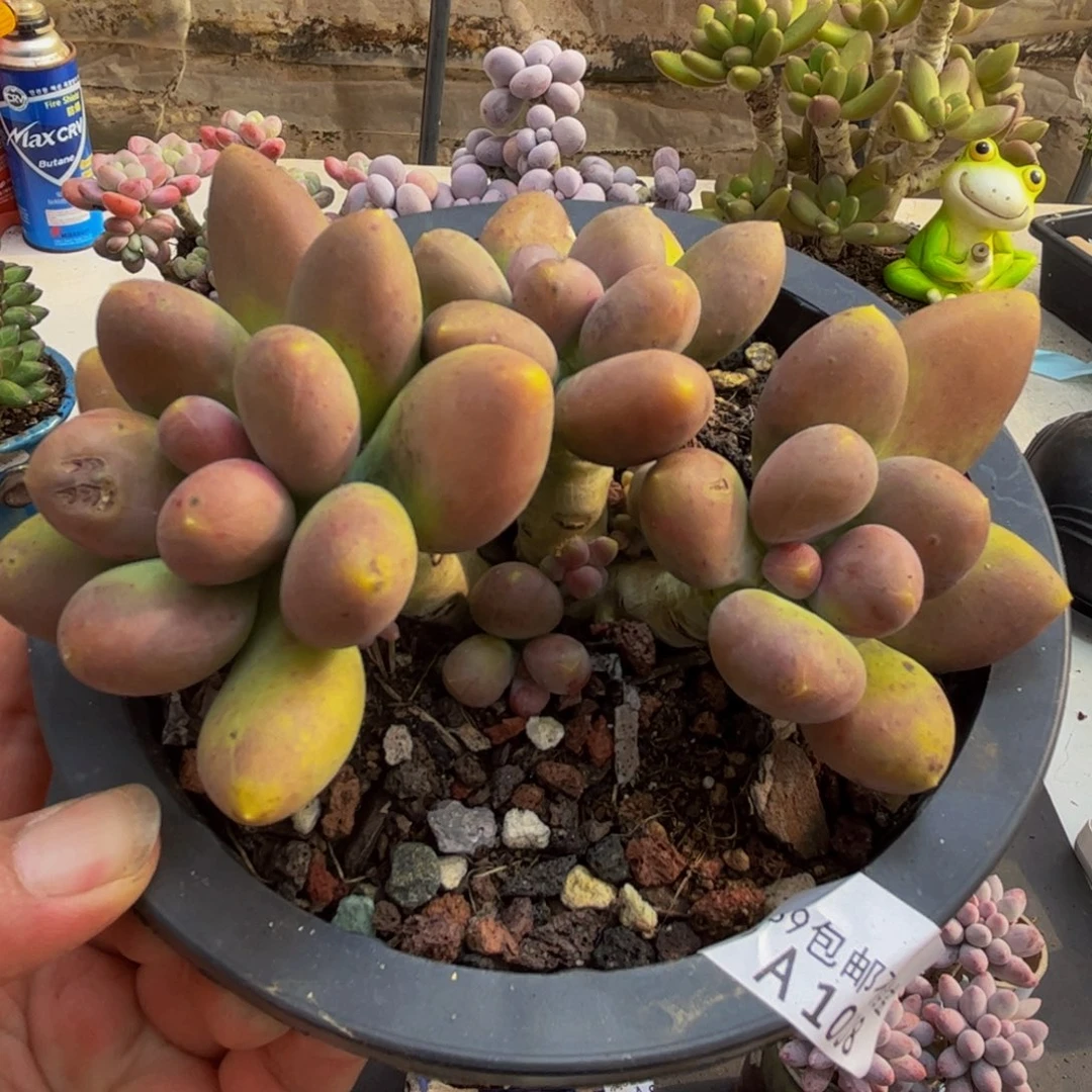 008/10cm芒果奶多肉植物