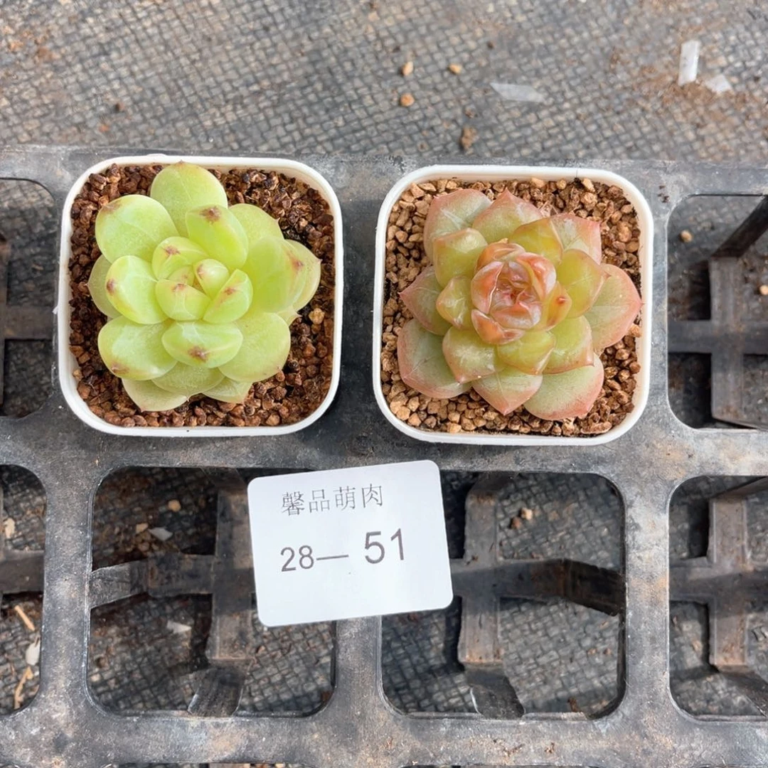小白盆一物一拍18颗28-51