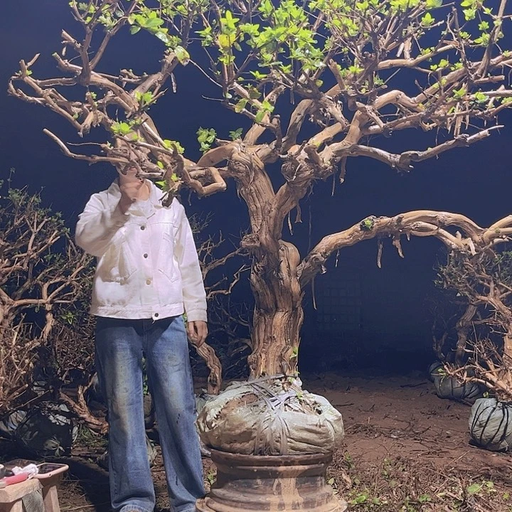 当前无花栽培后可以开花