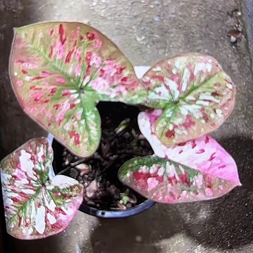 517-0610实生泰国发货