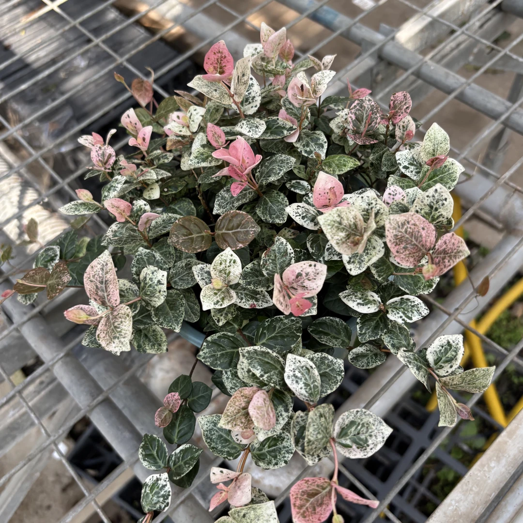 花叶络石原盆原土花苗盆栽四季彩叶适合庭院阳台绿植花卉