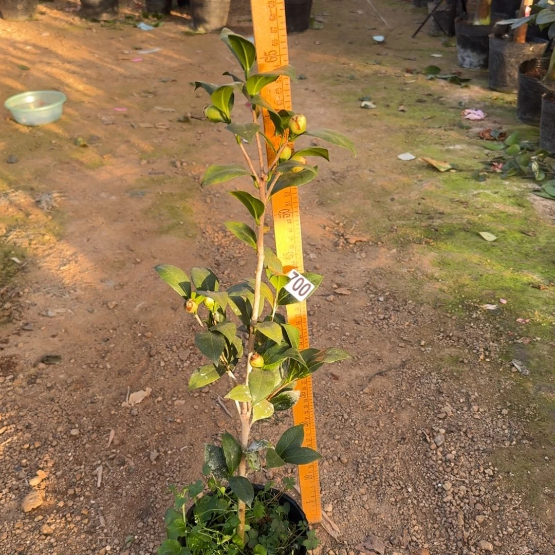 少量花朵（建议范围：2朵-5朵 或40%以下）700黄达