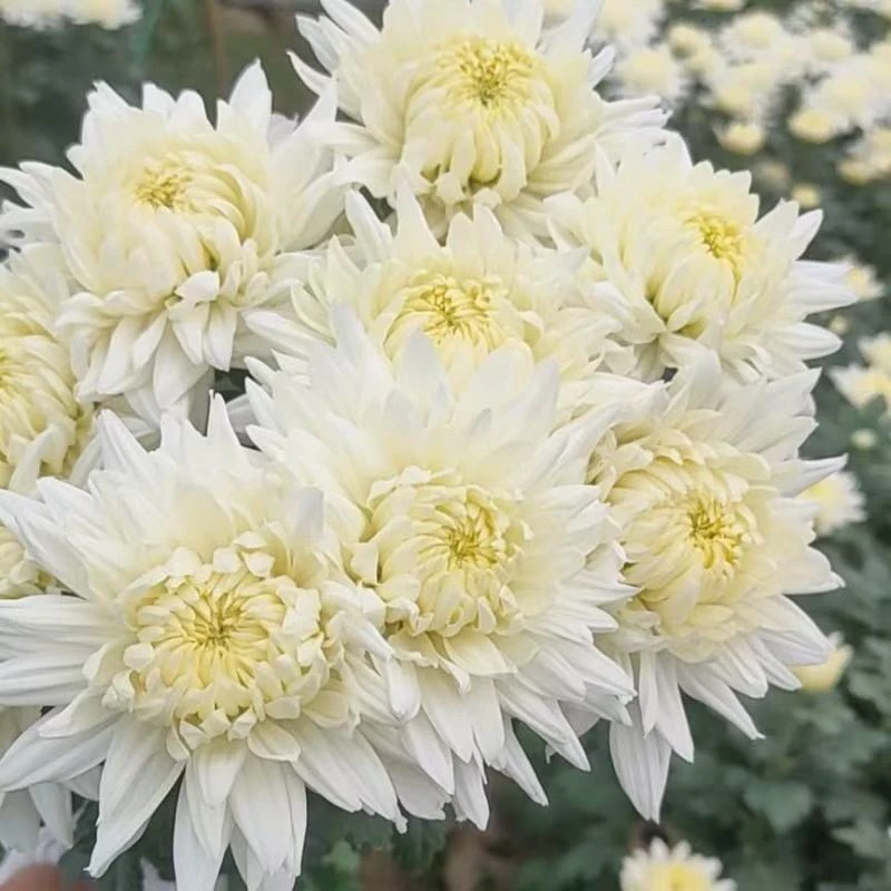 江苏黄白菊批发 精品鲜切花 现采现发