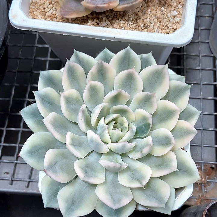 月亮仙子锦多肉植物