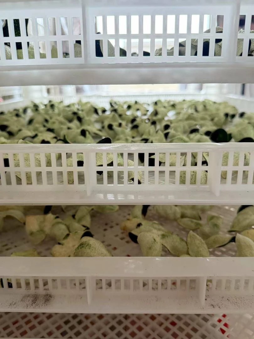 2025新会南坦陈皮新皮新会青皮广东新会新会特产新会陈皮中青皮