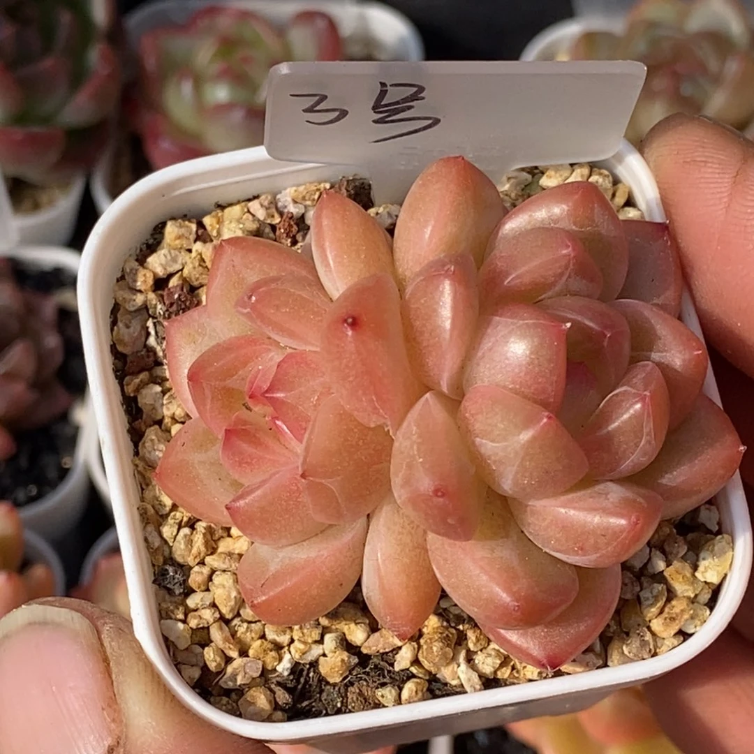 天官赐福百无禁忌