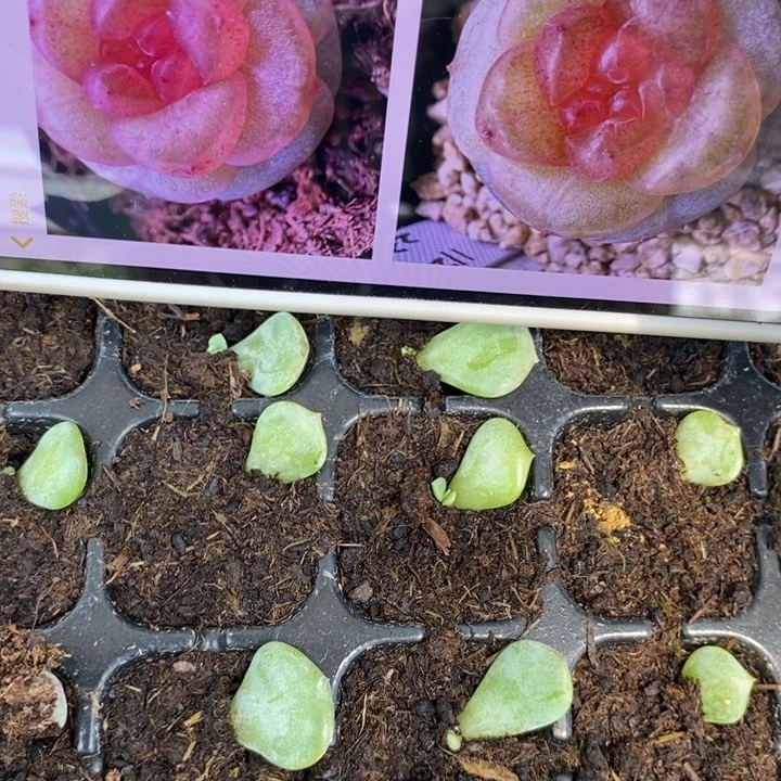 星辰芽苗一个多肉