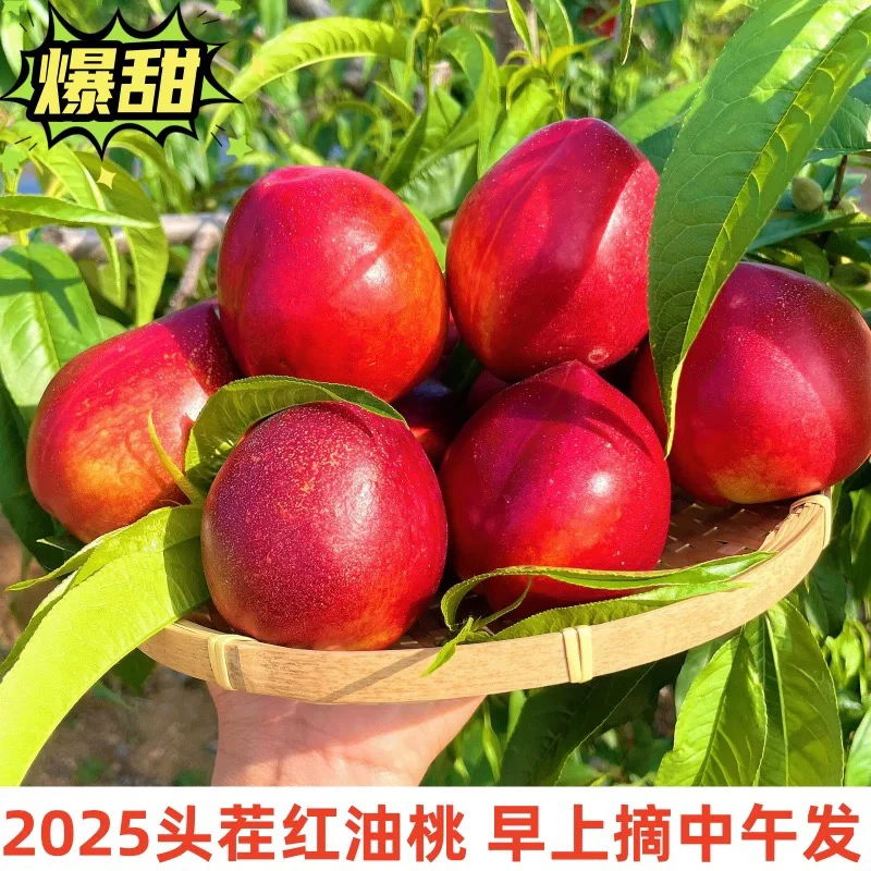 江西鄱阳新鲜现摘脆甜多汁黄肉桃子果园直供当季水果