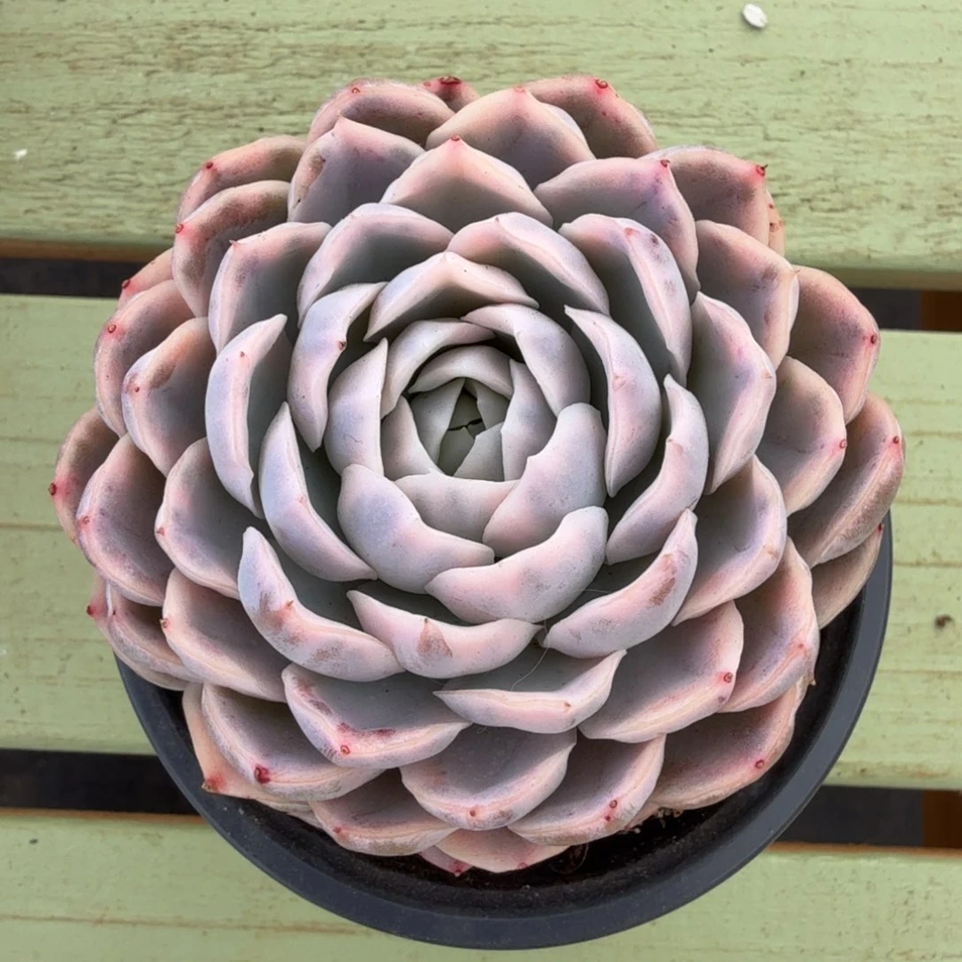 雪球锦锦上园艺一物一拍