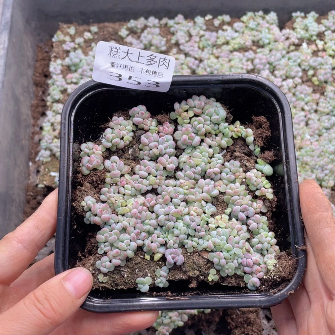糕大上多肉植物353