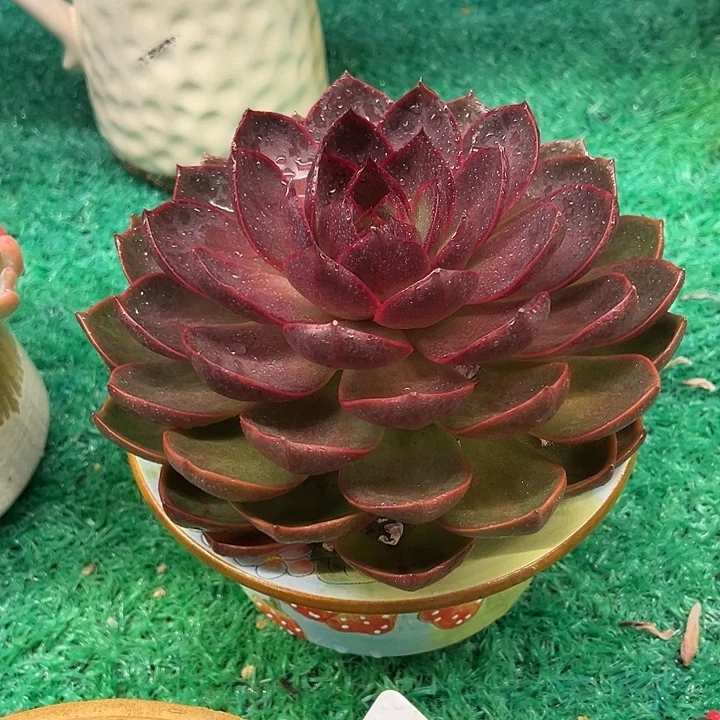 红灯，，，，，，，，，，，，，，，，，，，