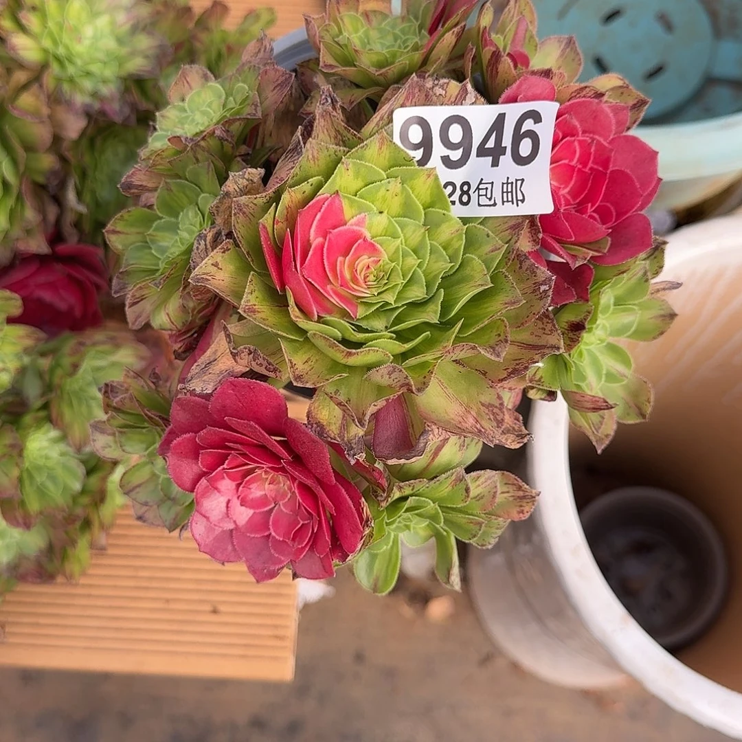 946 知否多肉植物无根