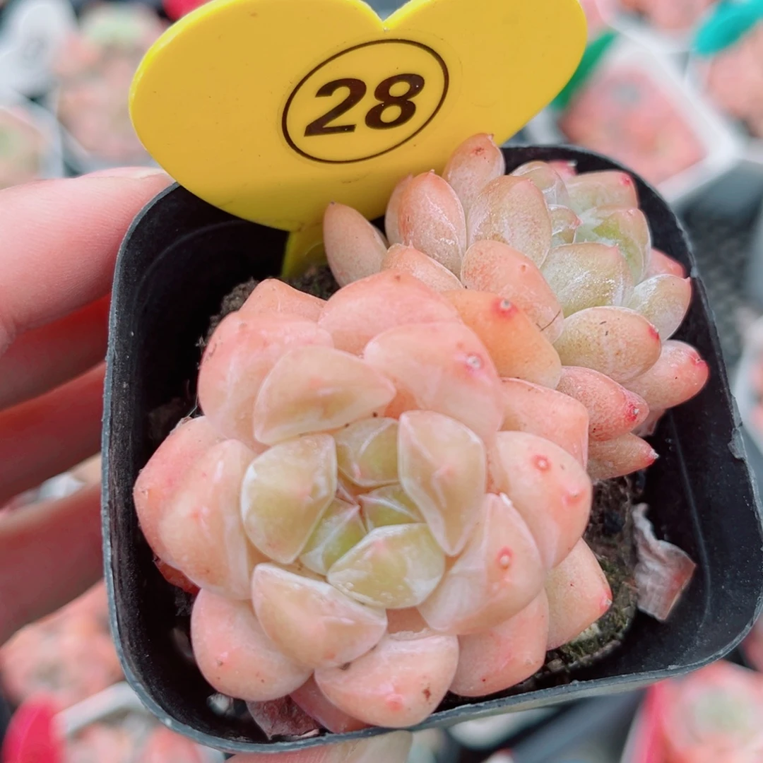 28号小老桩糖心双头