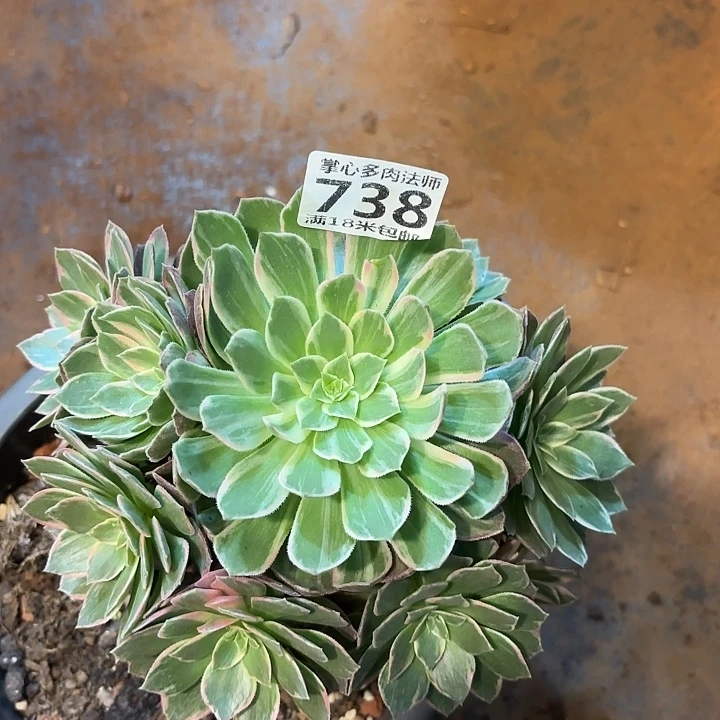 738莲花座掌心多肉法师锦