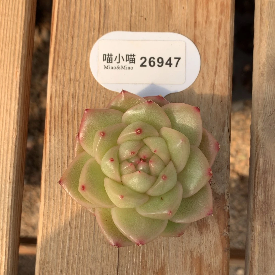 6*多肉植物麦秆珍妮