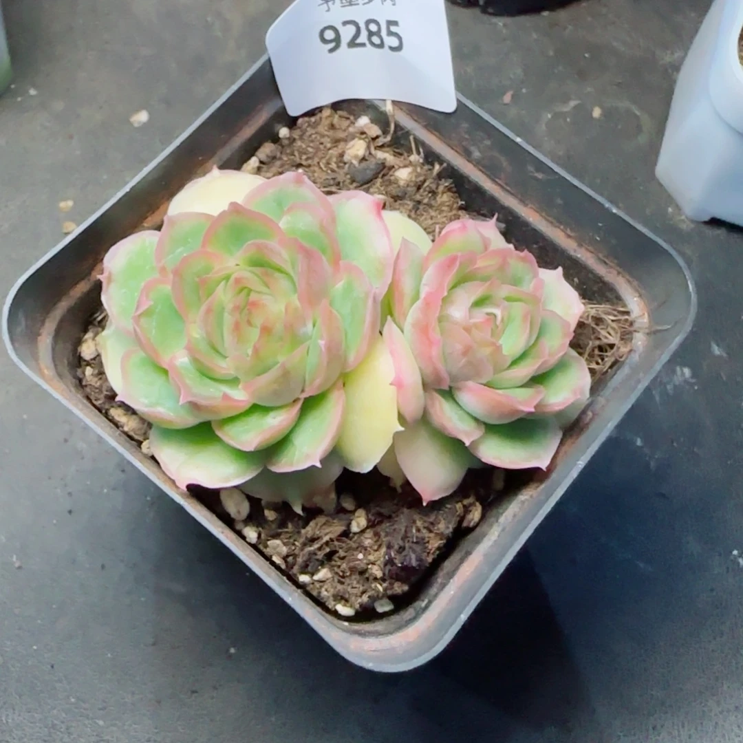 水晶虾饺，9285多肉植物