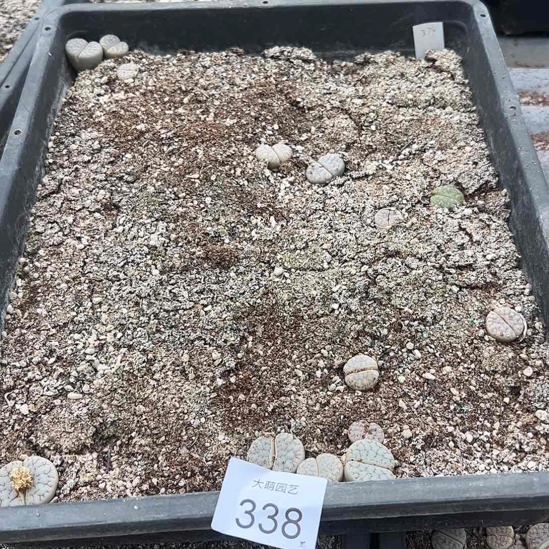 清框脱土发无售后。  338