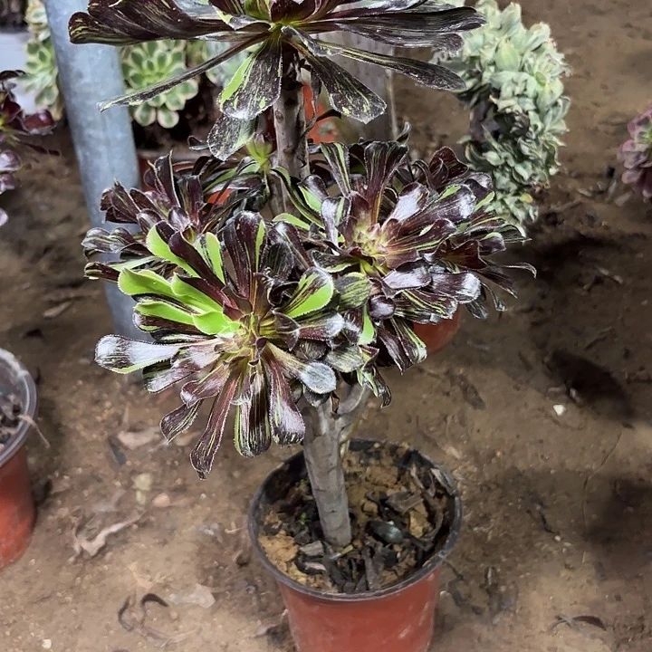 守***福多肉植物法师拉丝32