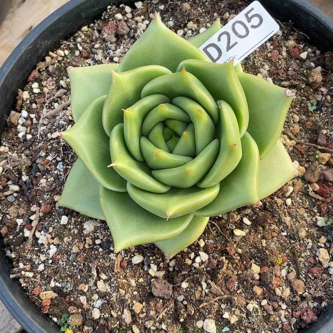若如东云单拍D205