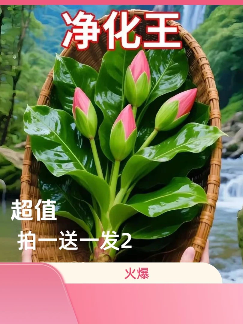 【拍1发2送吸水盆】新品金钻甲醛二手烟克星客厅办公室可水培土培