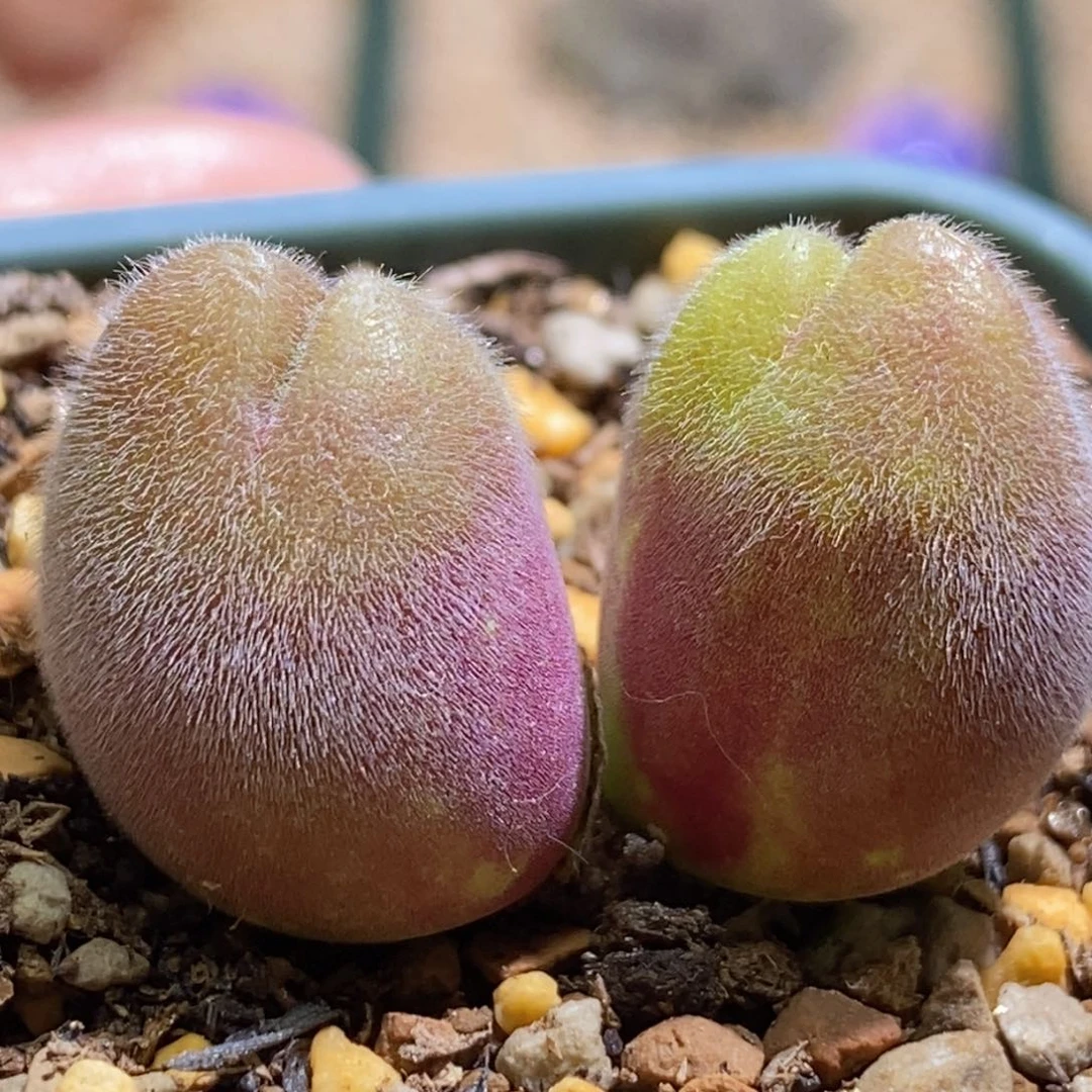 好看好看好看长毛