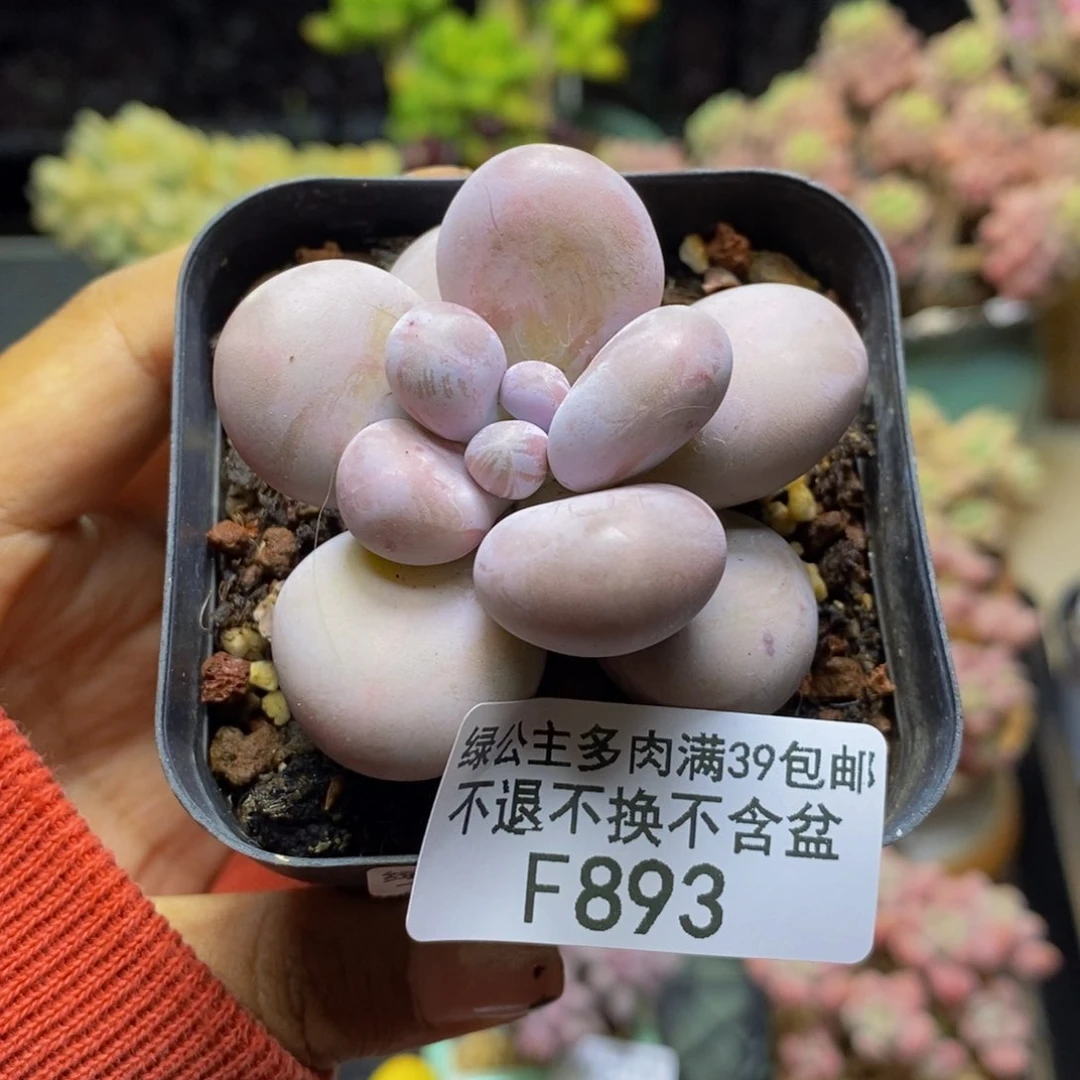 893芭比奶多肉6c m