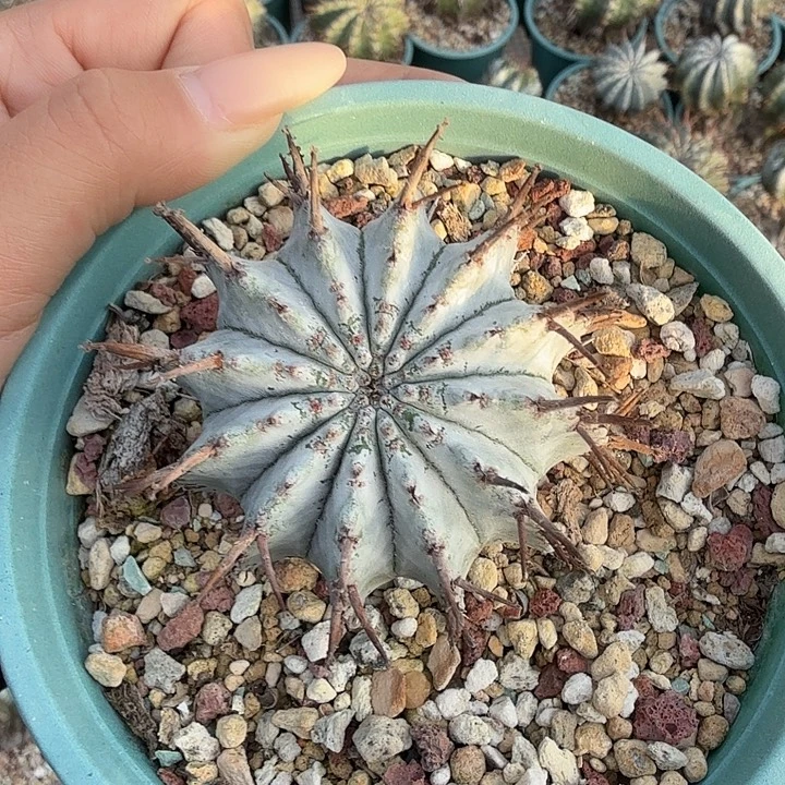 多肉植物魁威玉大戟