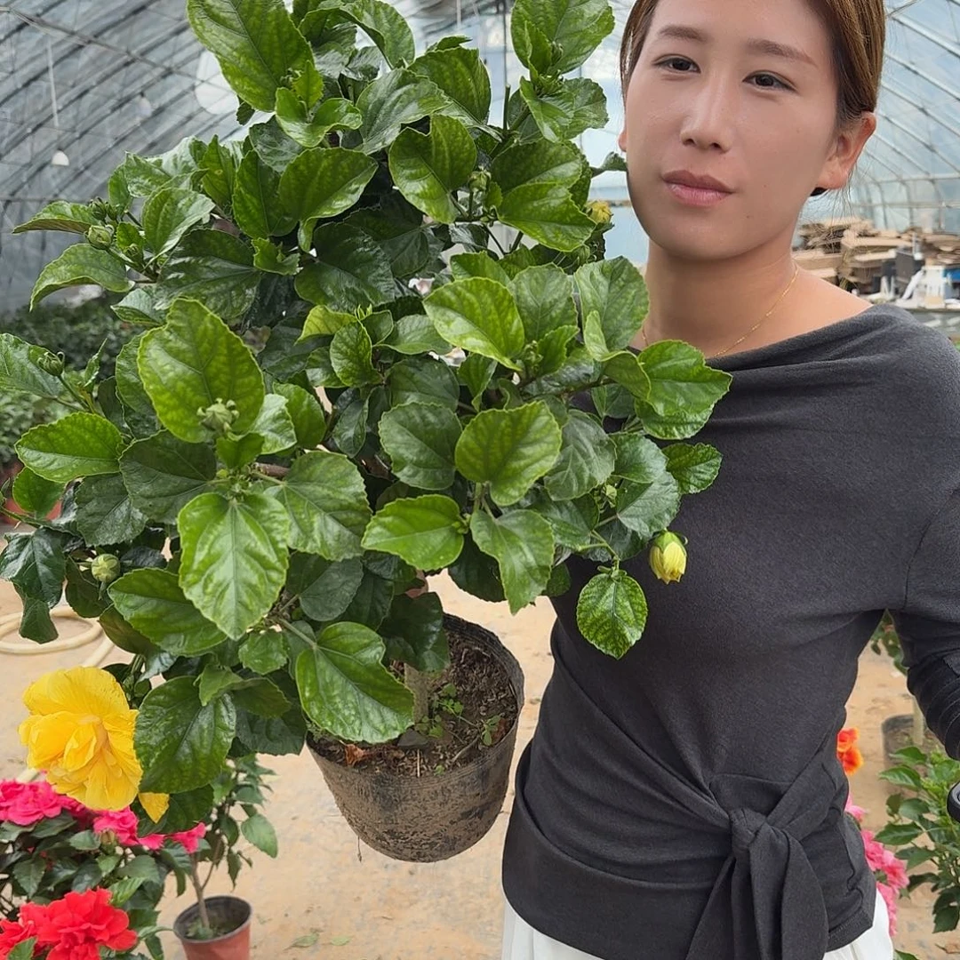 完全开放黄色老庄木槿
