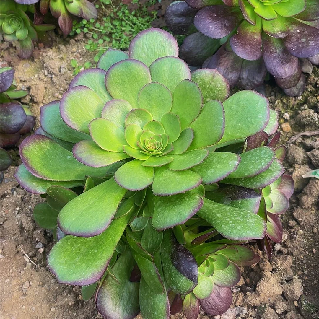 2331黑魔阴阳多肉植物