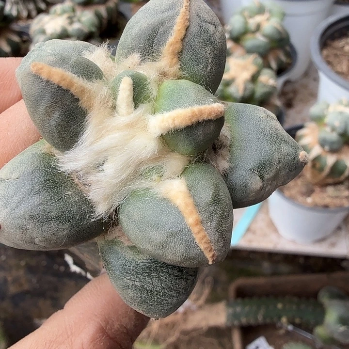 *****无花朵698中筋蛋蛋牡丹